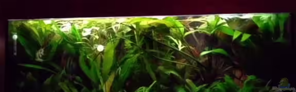 Becken 15293 von rattenfreak