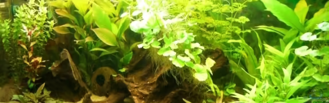 Becken 15320 (nur als Beispiel) von lukasg