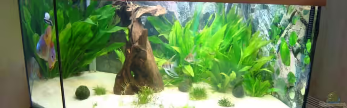 Becken 15331 von Jens Gebers