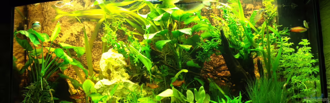 Becken 15332 von Digibastler