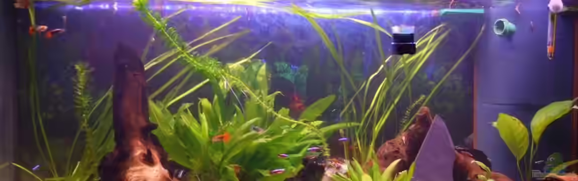 Becken 15396 von Schnuppi