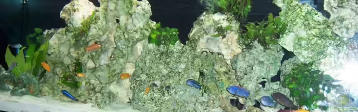 Becken 1541 von Elena Miessbrandt