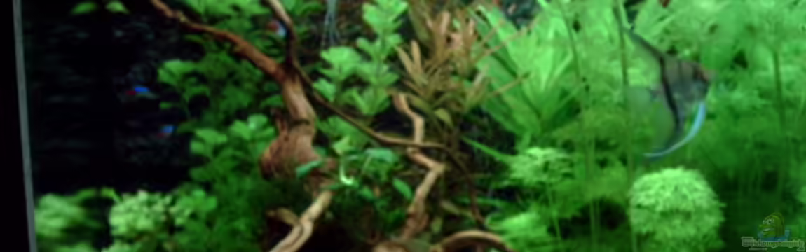 Becken 15415 von Norbert Schulz