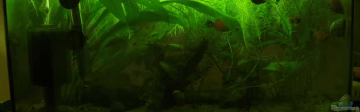 Becken 15456 von Neele