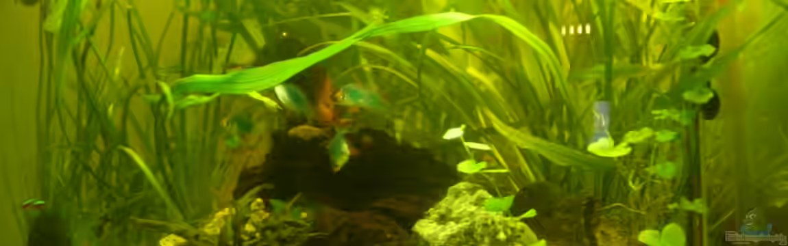 Becken 15463 von Louisiana