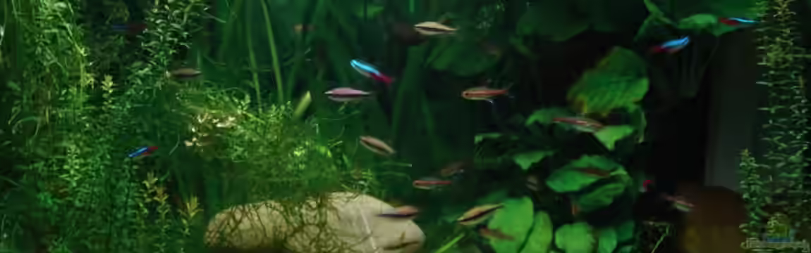 Becken 15481 von Traenenreiter