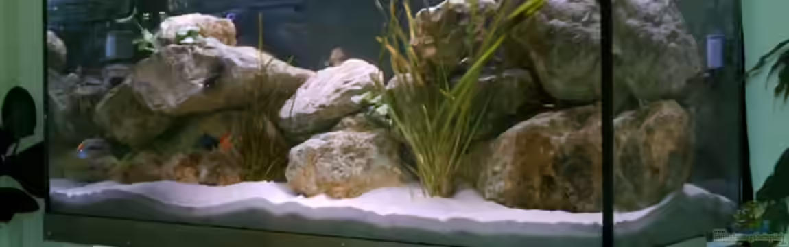 Becken 1549 von Thomas Zeiser