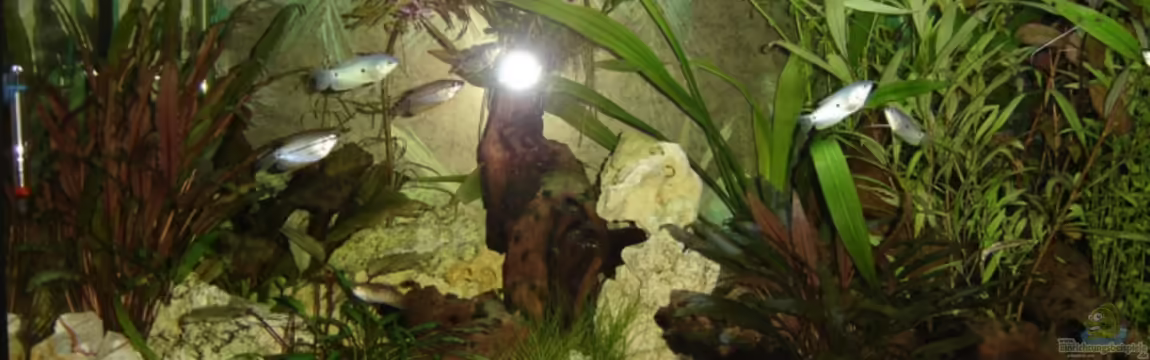 Becken 1553 von Alexander Pickl