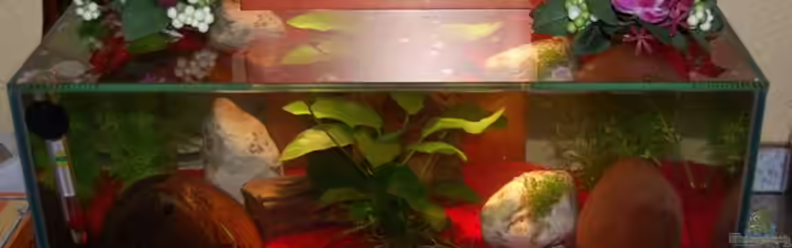 Becken 15589 von Michael`s Edge