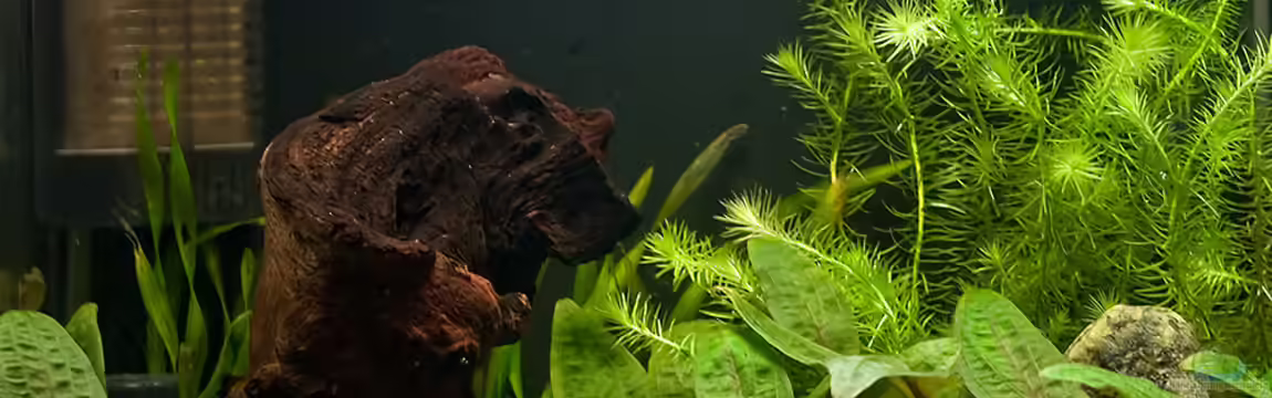 Becken 15766 von Franz Trittner