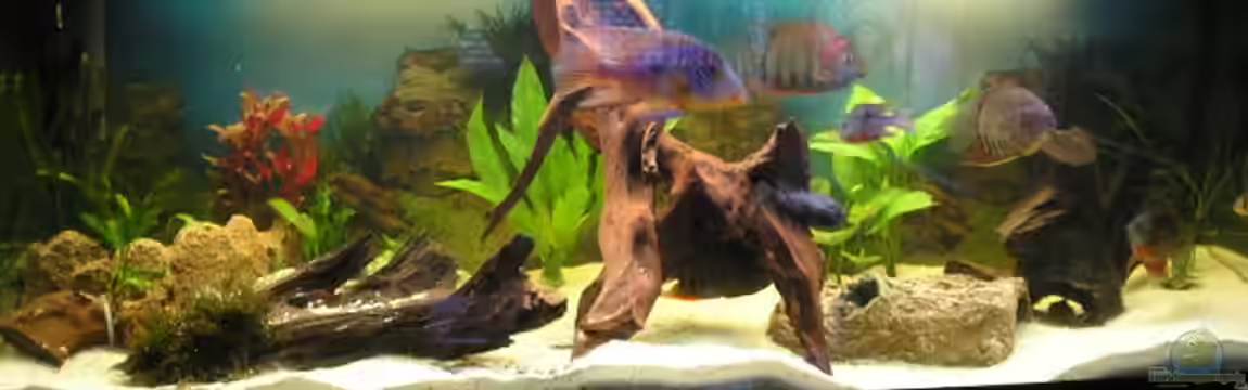 Becken 1578 von Jan Cerny