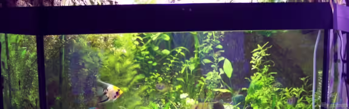 Becken 1579 von Michel Bork