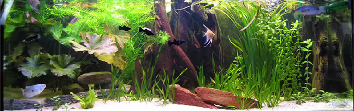 Becken 1581 von Daniel Heisig