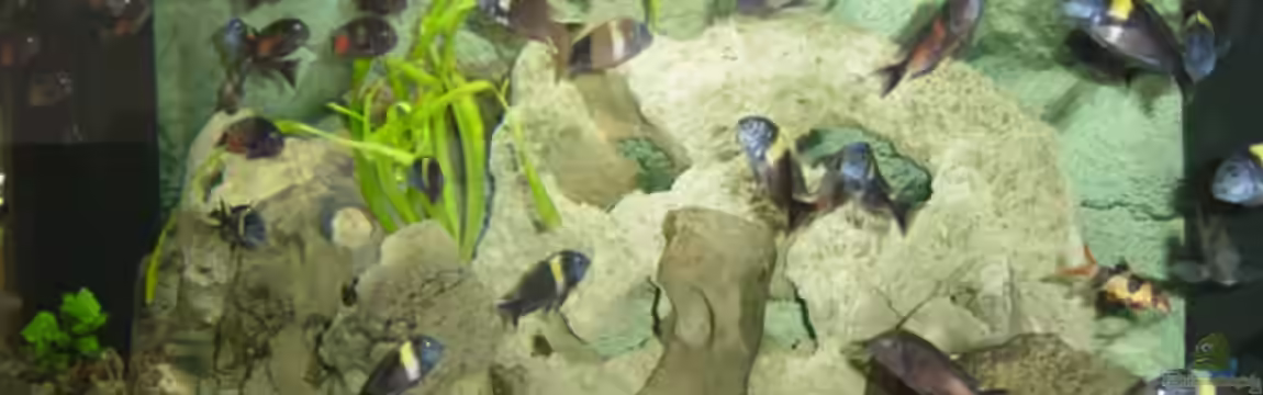 Becken 1583 von Peter Estermann