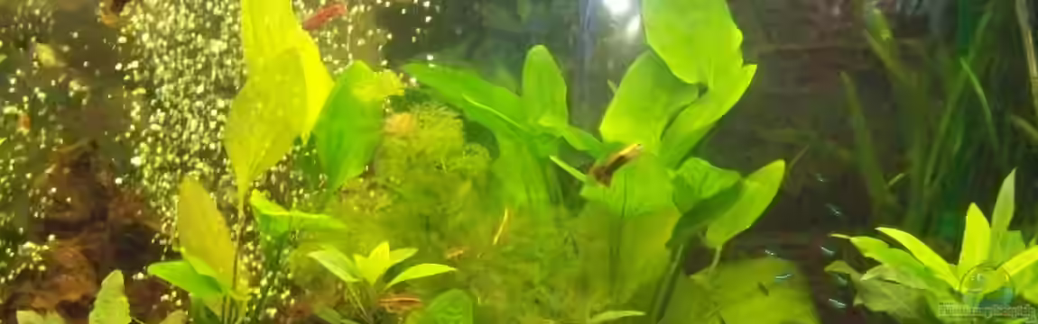 Becken 15841 von Aly Jung