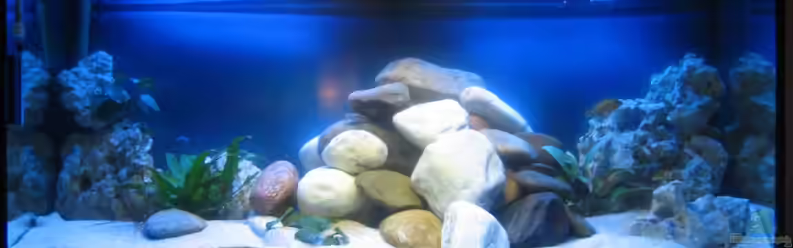 Becken 15894 von SideShowBob