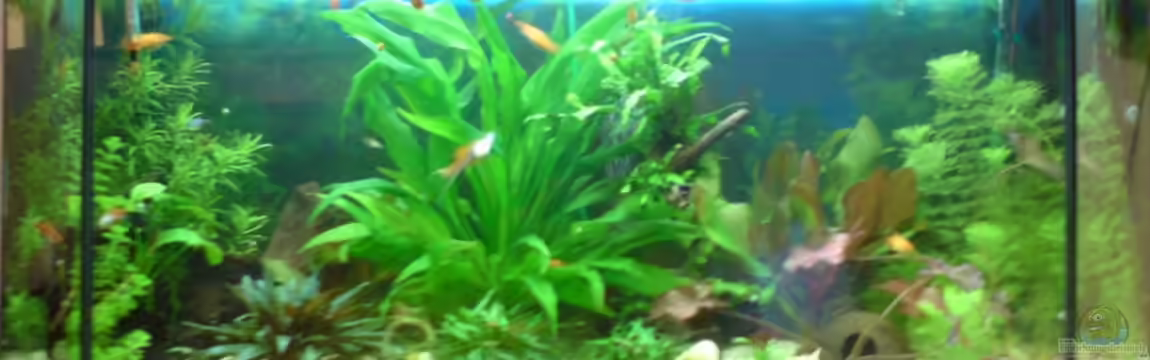 Becken 15911 von Manuel Brandt