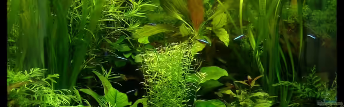 Becken 15920 von Harald Charzinski