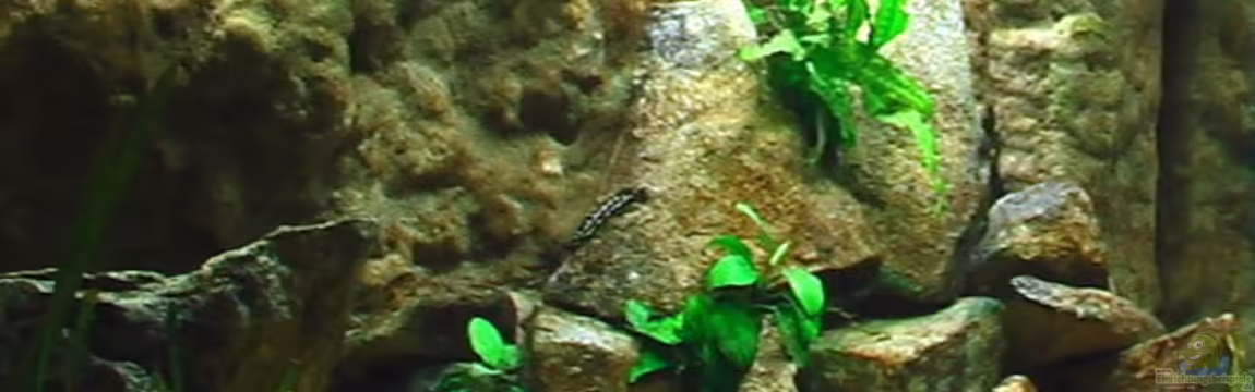 Becken 15947 von Olli N.