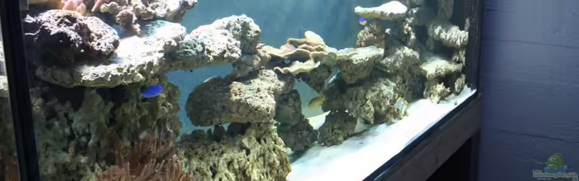 Becken 15962 von Pepe