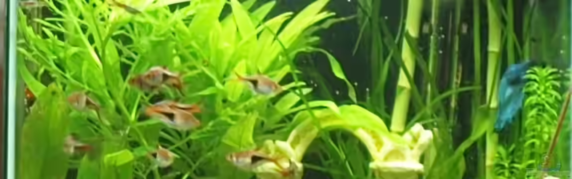 Becken 15981 von Marion1705