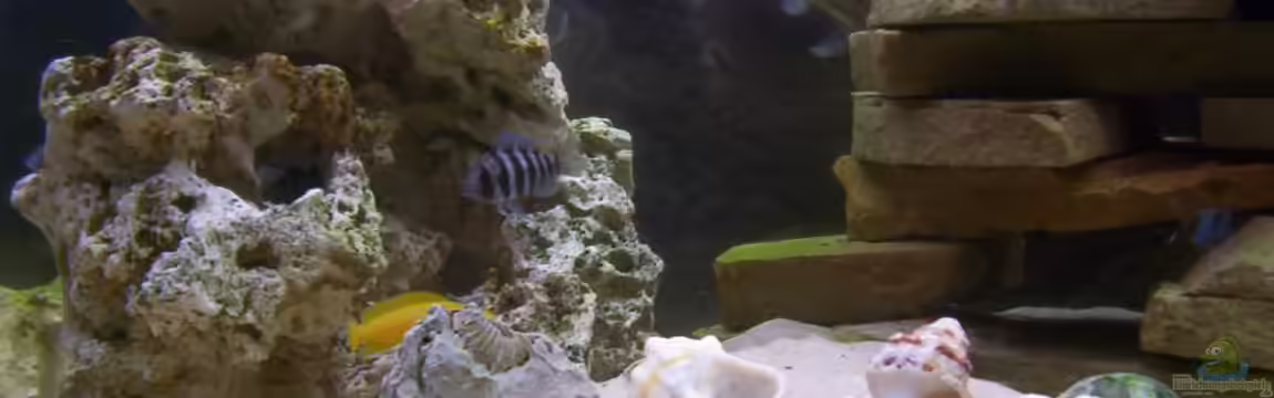 Becken 160 von Angela Sumner