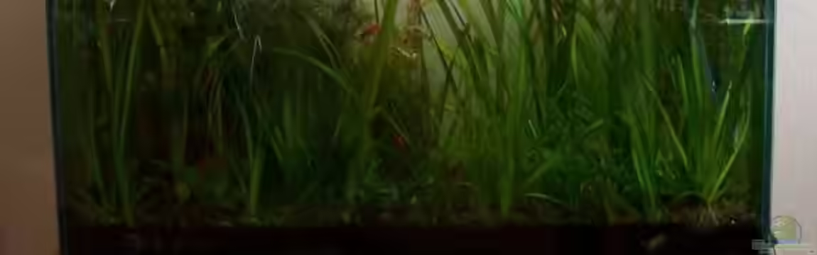 Becken 1602 von my-fish