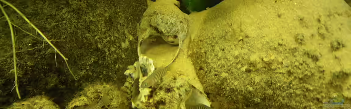 Becken 16048 von Bazzi