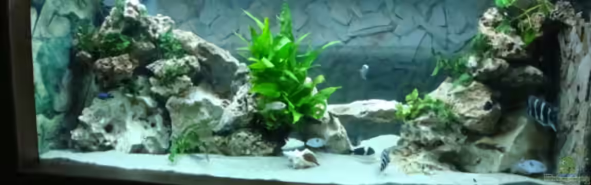 Becken 1609 von Timo Tschöpel