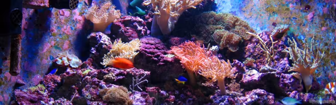 Becken 16110 von Roland Kaltschitz