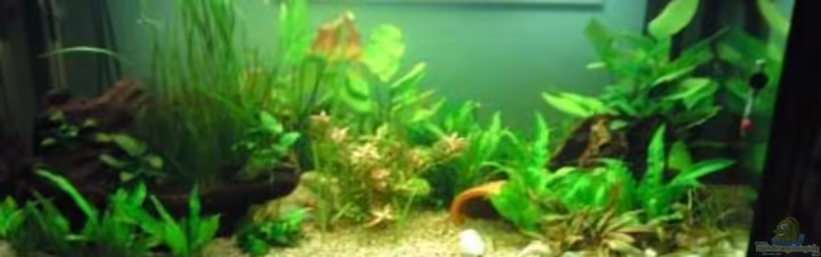 Becken 16135 von Paul Kleinlein