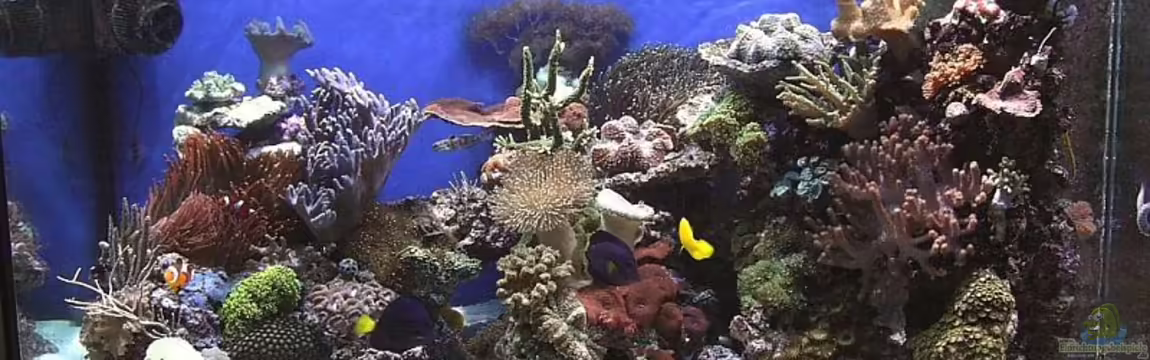 Becken 1615 von Petra Kallmeyer