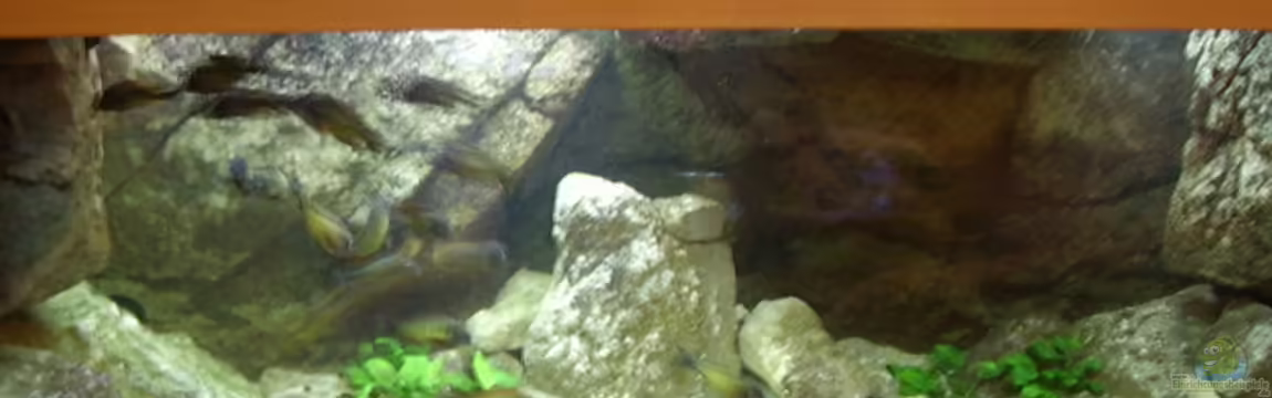 Becken 1621 von Thomas Kalisch