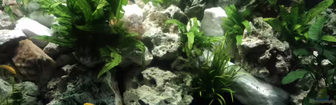 Becken 16231 von Malawiwelt