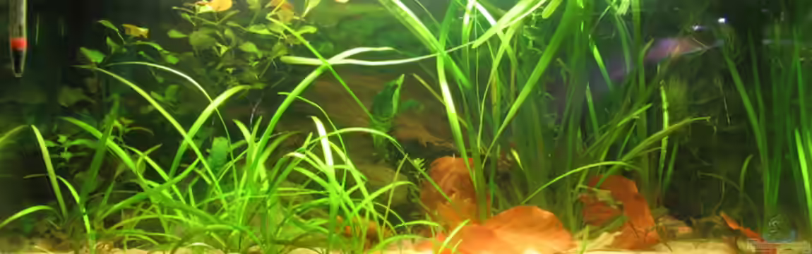 Becken 1626 von Markus Hutterer