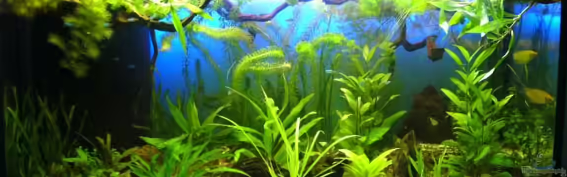 Becken 16353 von Leluka