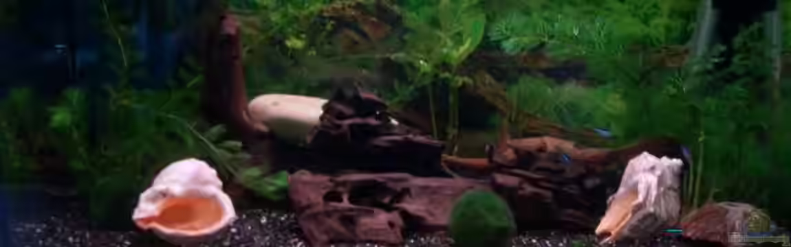 Becken 1636 von Manuela Schmidt & Marc Weise