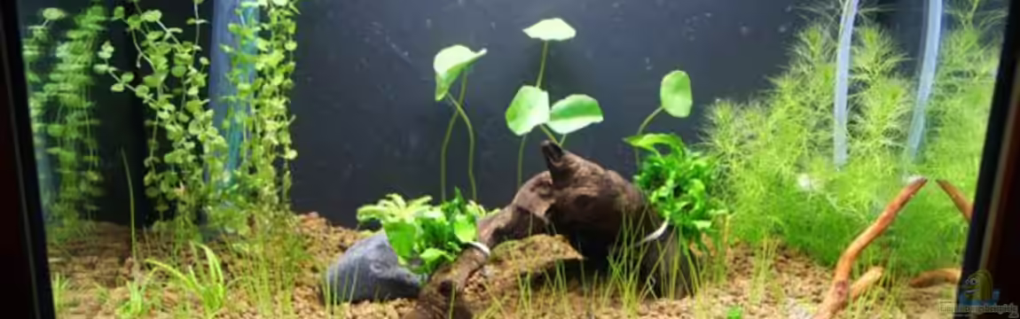 Becken 16364 von Paul123