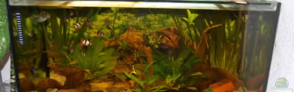 Becken 16377 von Birgit Brocke