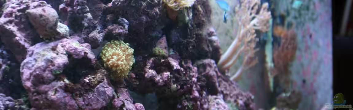 Becken 16420 von Daniel Winkler