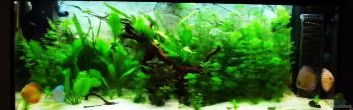 Becken 16462 von Zeljko Jovanovic