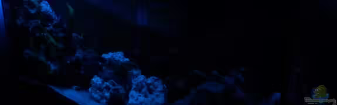 Becken 16502 von Limbo