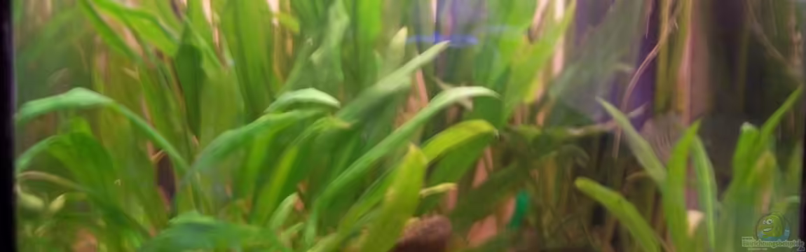 Becken 1655 von Chantal Kasteinke