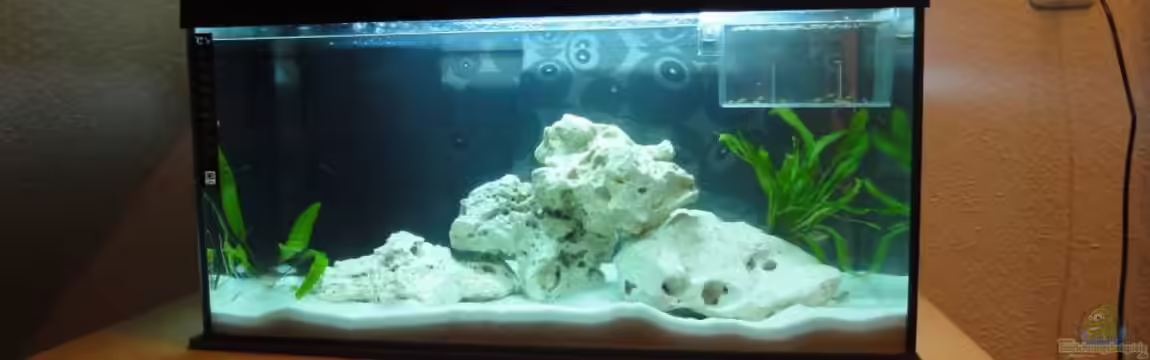 Becken 16574 von yellow