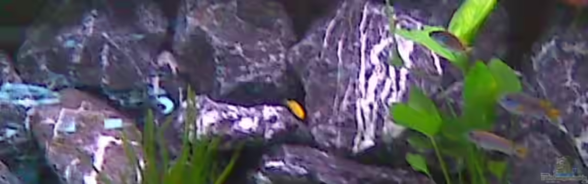 Becken 16603 von Mr_Malawi