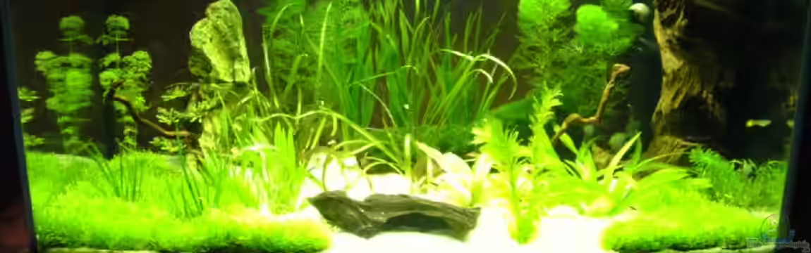 Becken 16608 von Leluka