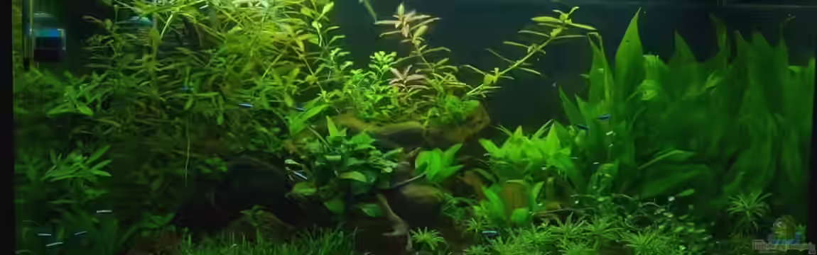 Becken 16616 von Tobias998