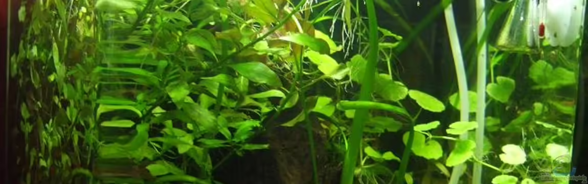 Becken 16778 von Thomas Burger