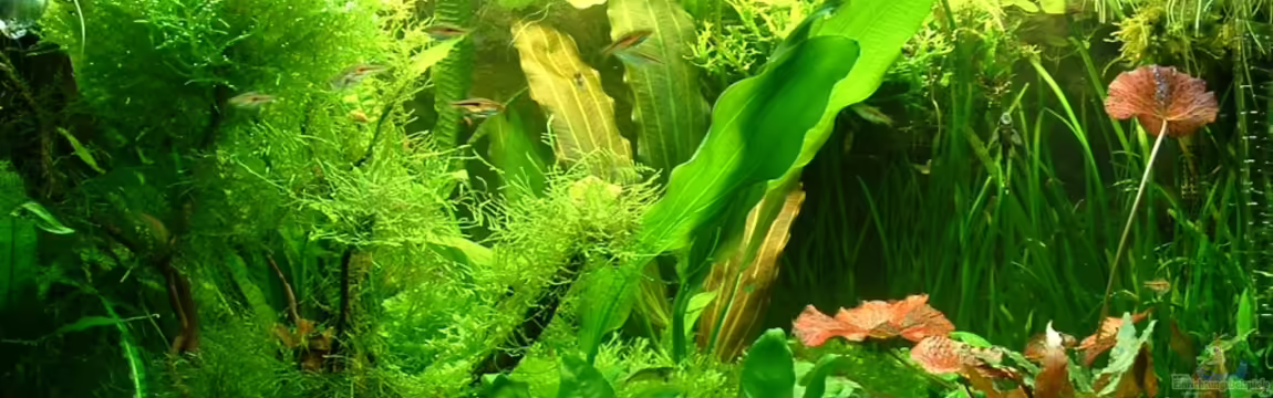 Becken 16862 von Herzilein