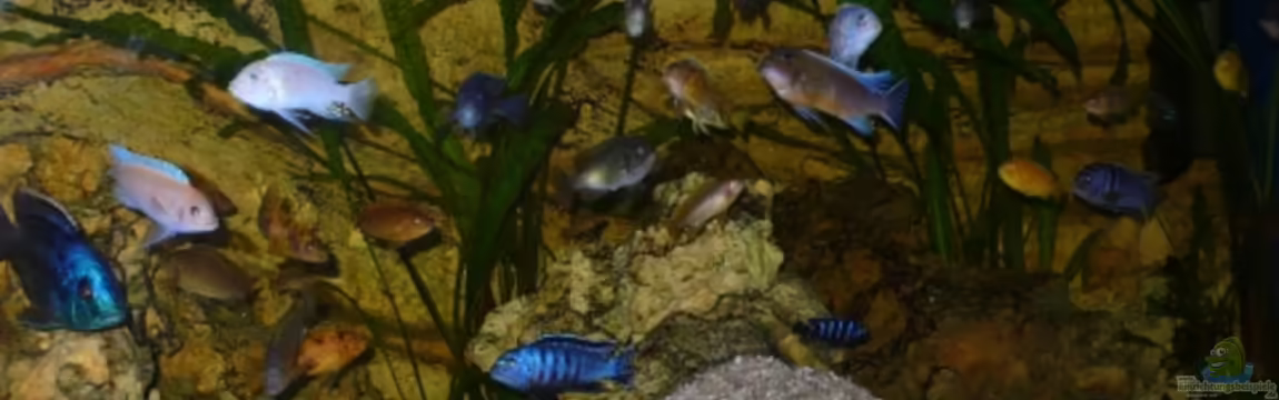 Becken 16888 von Ralf Kinzig